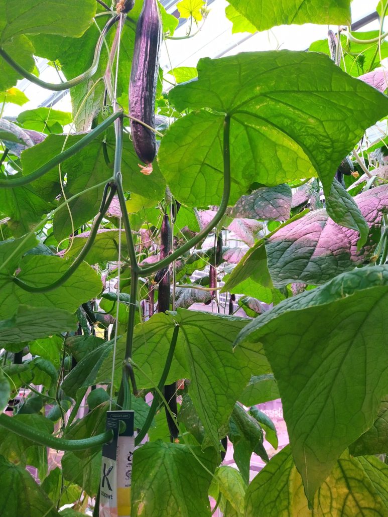 komkommerplanten bij Zone College